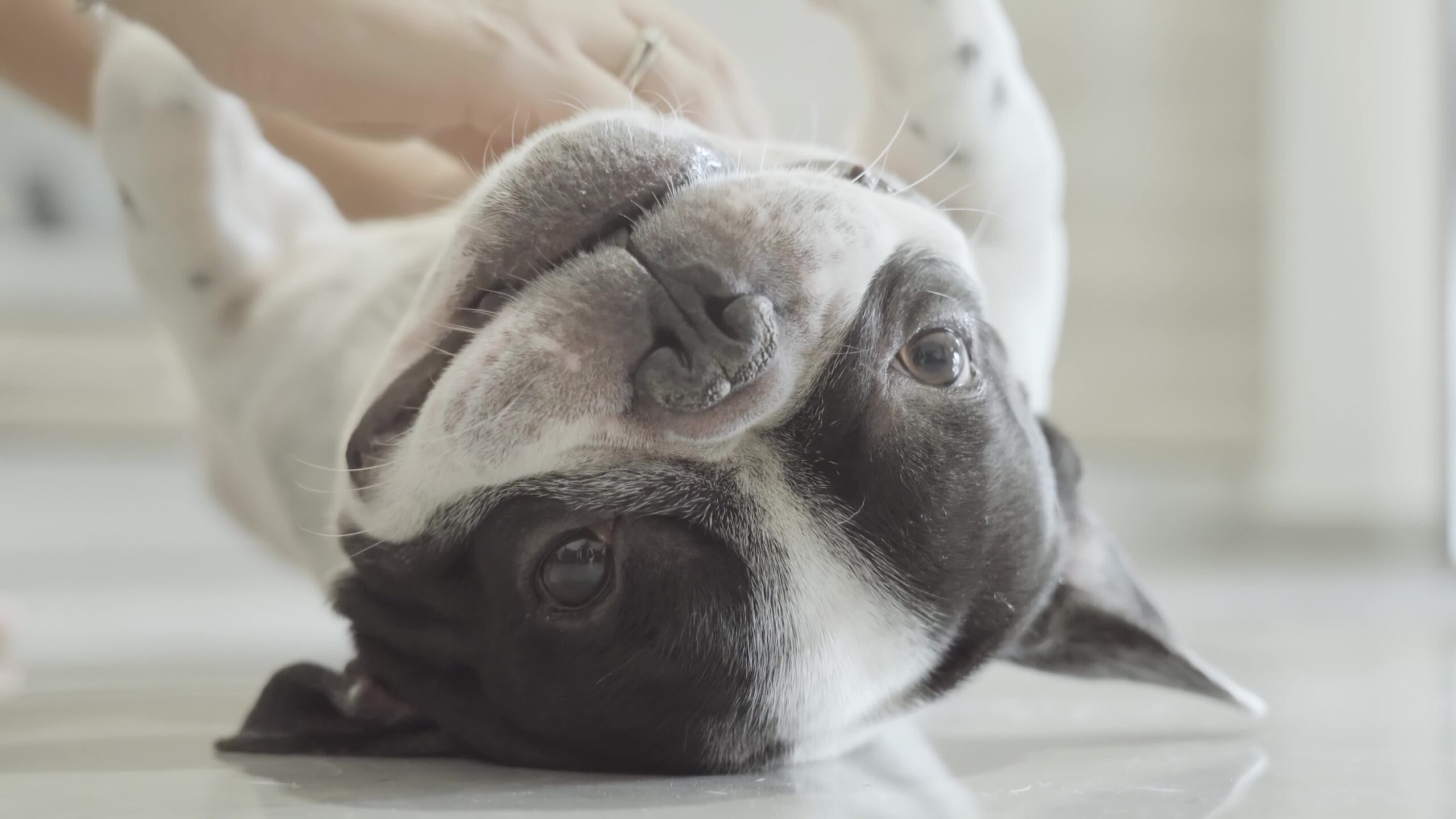 Muso del cane che viene coccolato