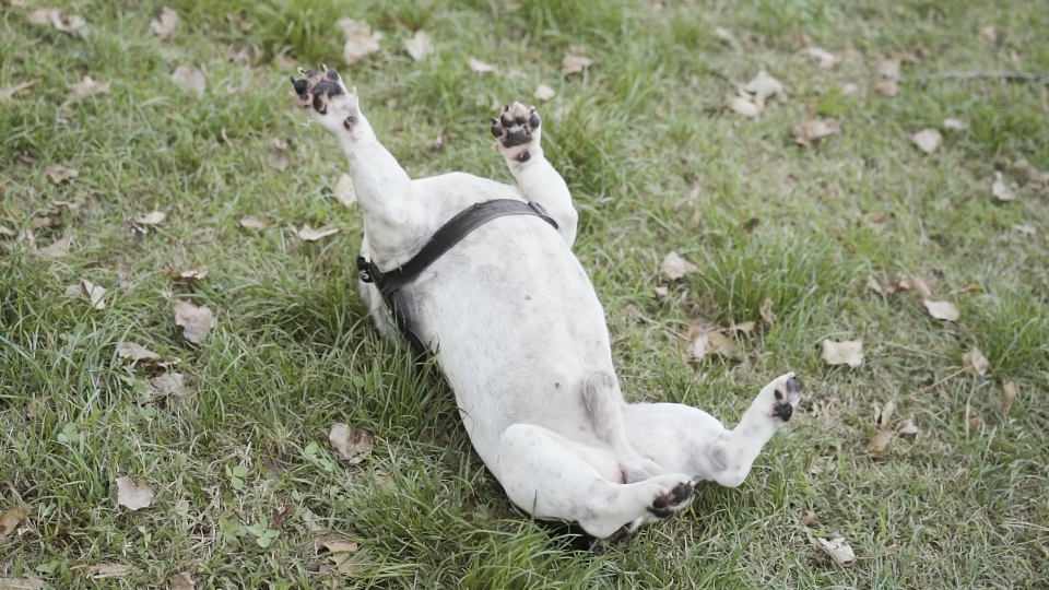 Cane felice striscia sull’erba