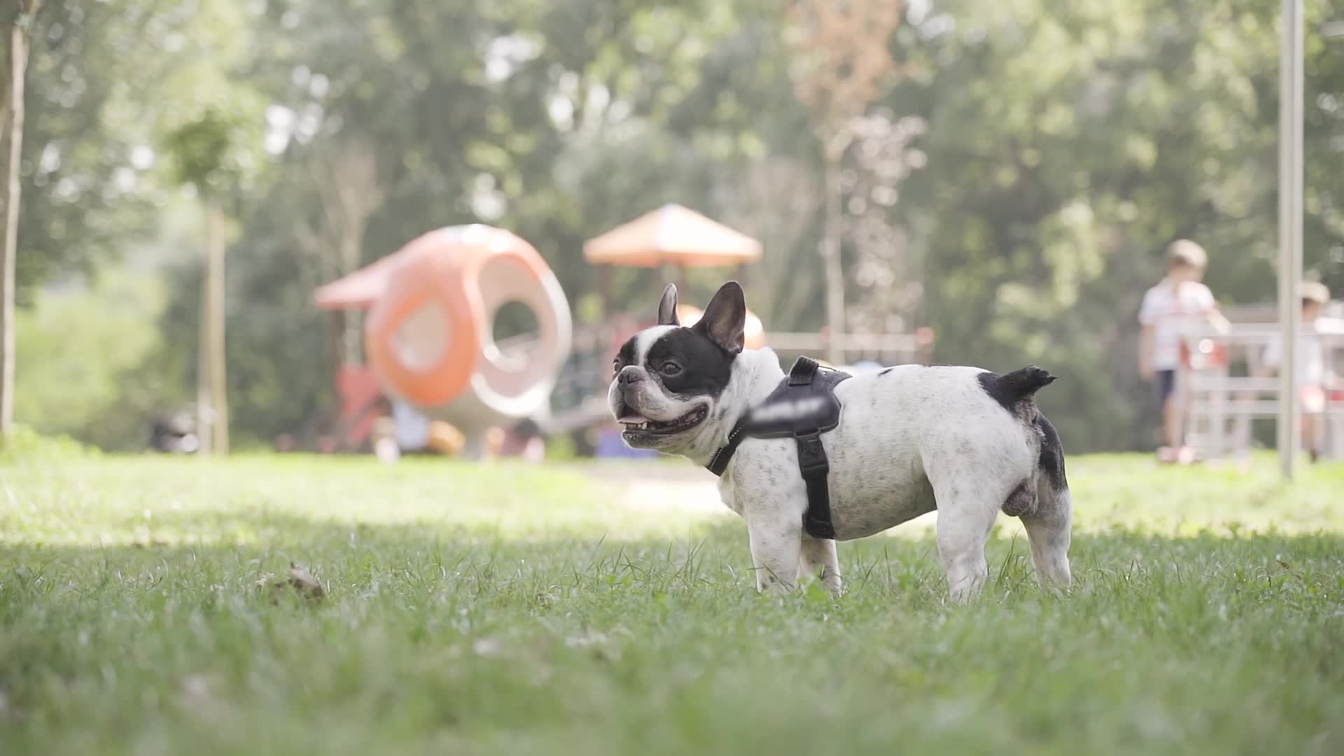 Bulldog francese fermo nel parco