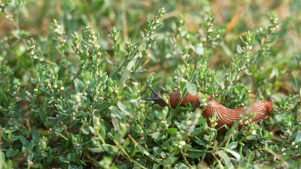 Snail moves between grass