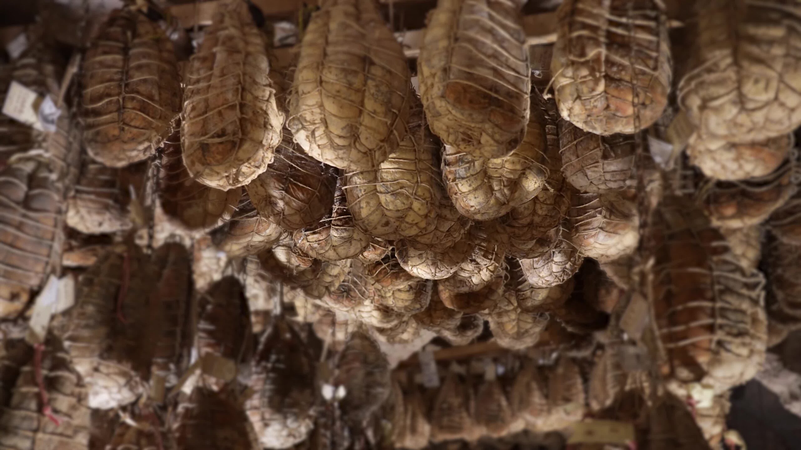 Culatello di Zibello