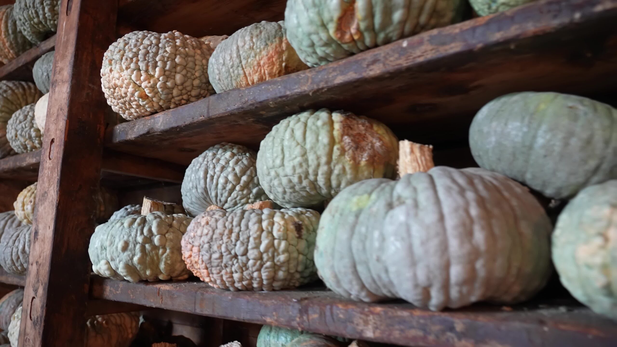 Pumpkins on wooden shelves