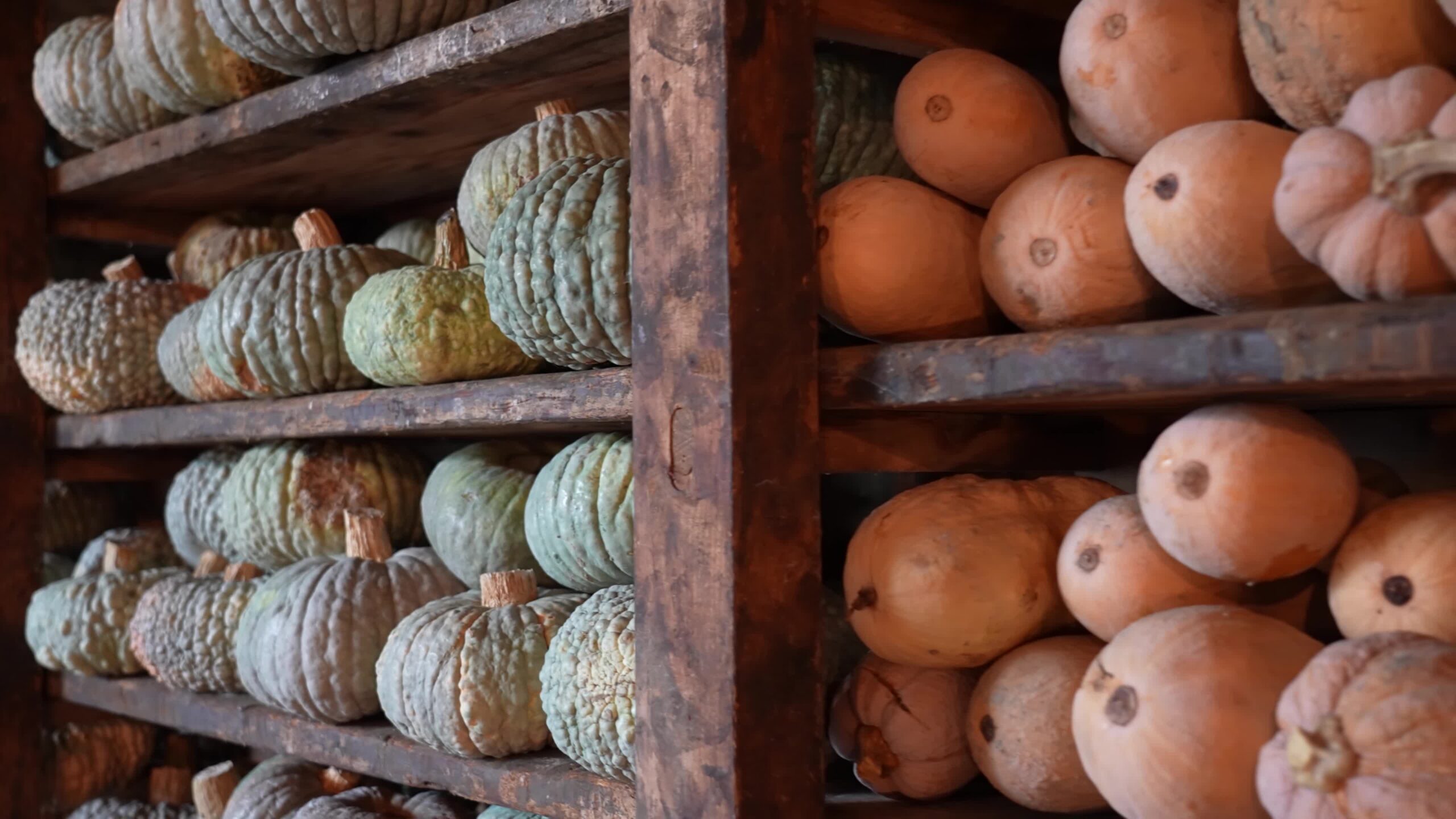 Green and yellow pumpkins on the shelves