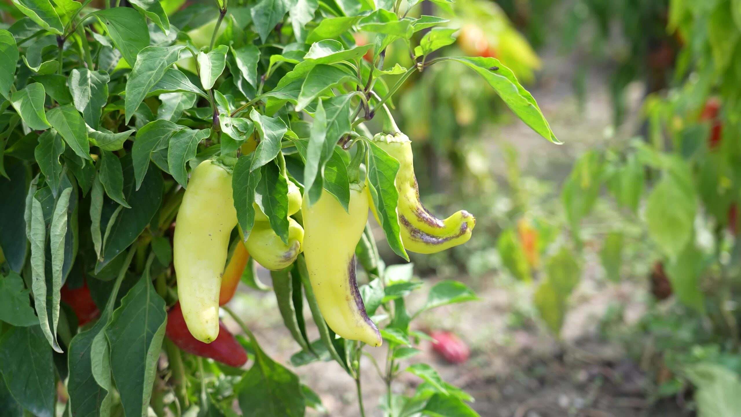 Chili pepper grows on the agricultural field