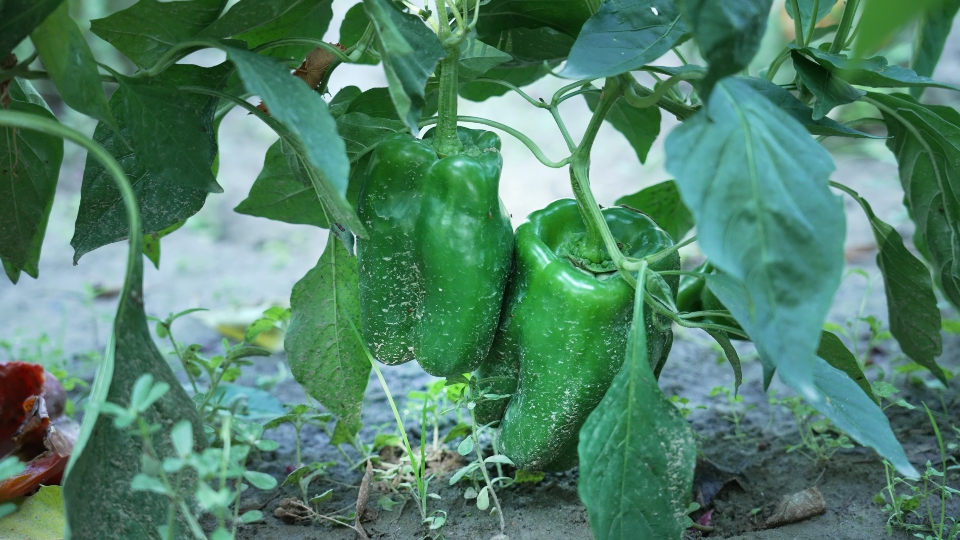 Green pepper grows on the ground