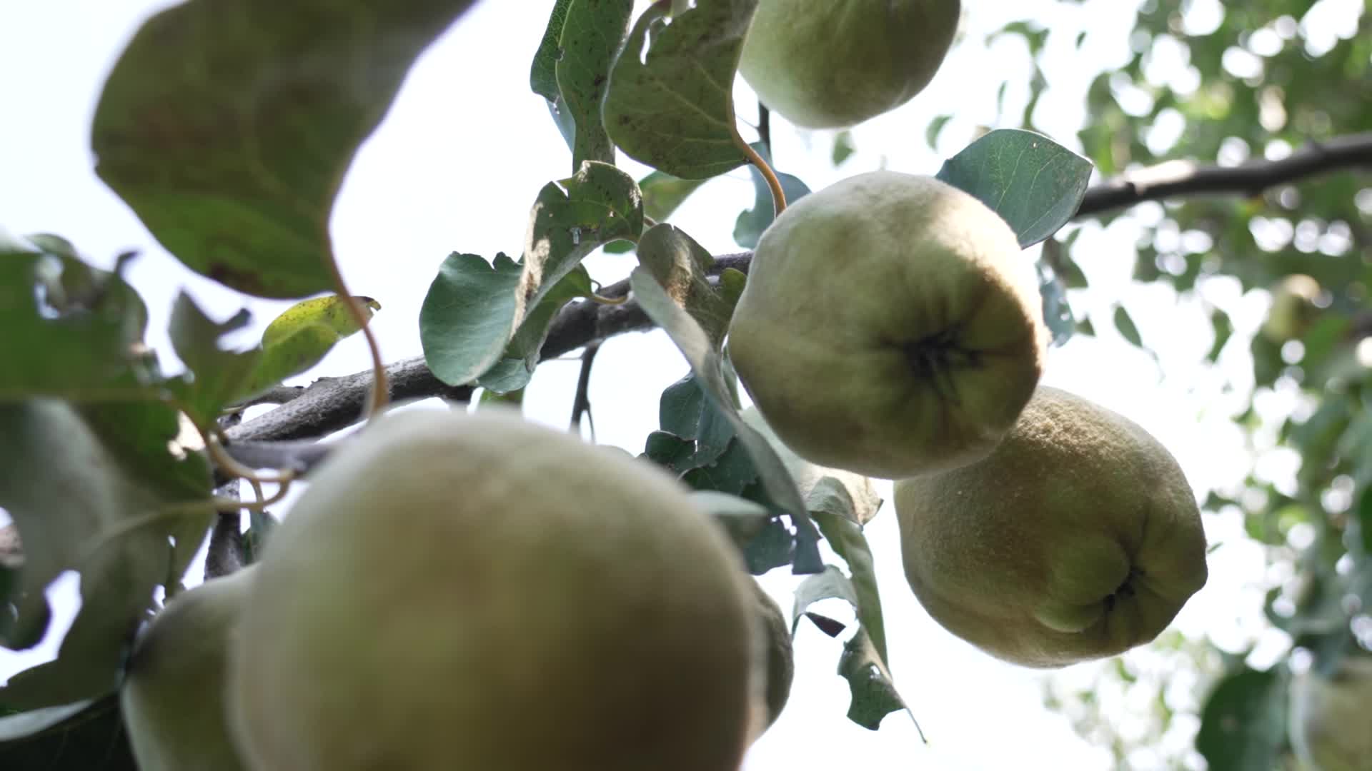 Quince grows on the branches of the alero