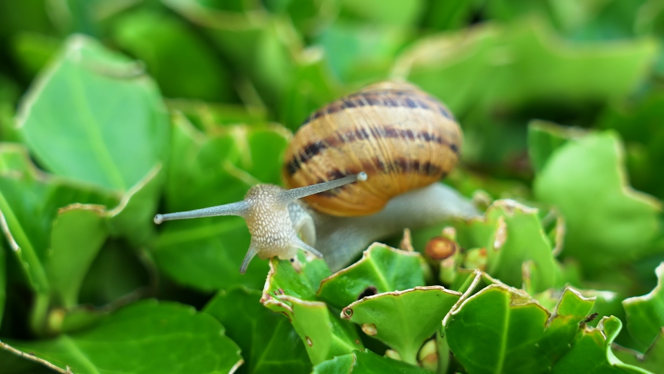 Chiocciola mangia pianta verde