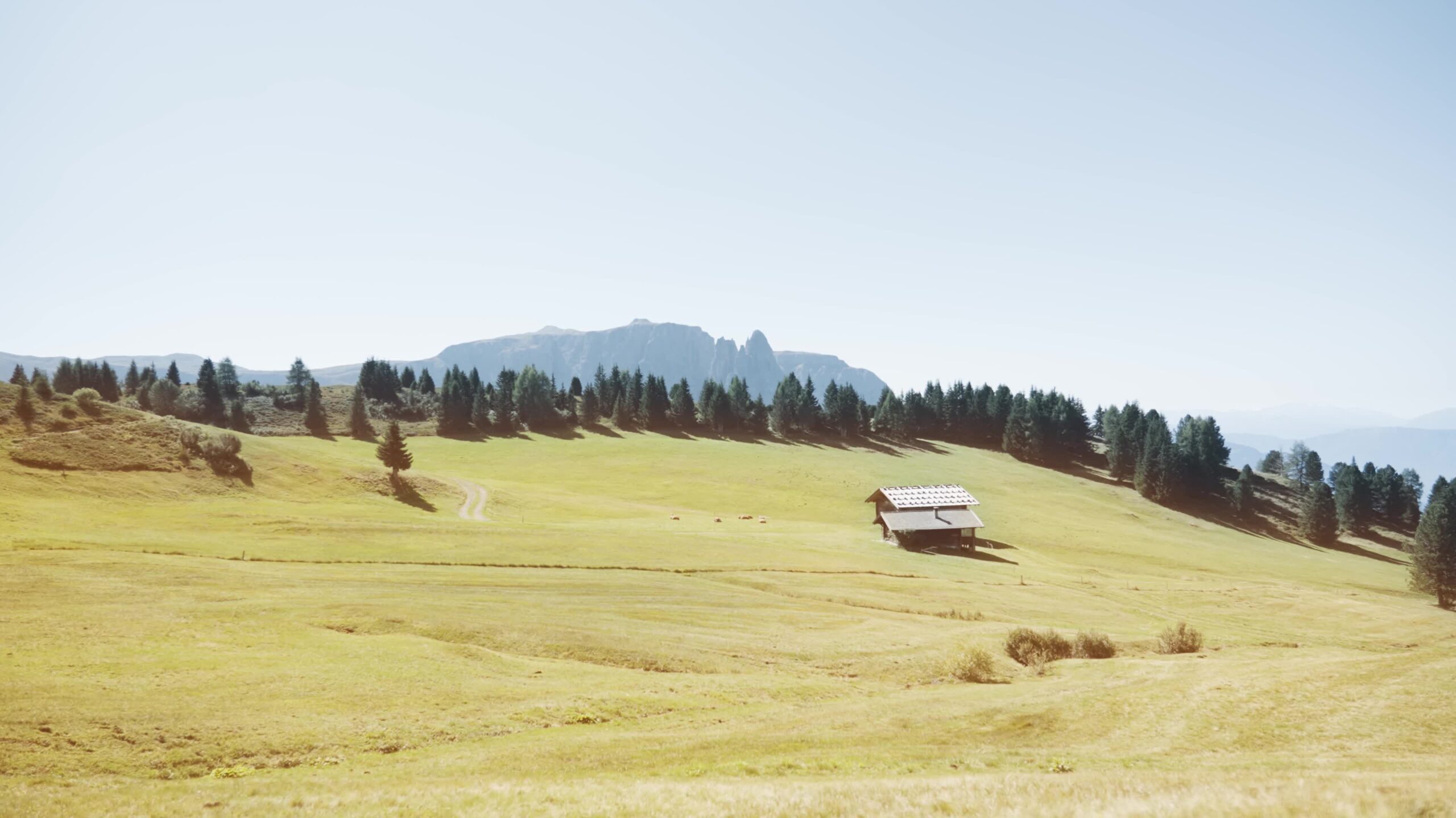 Bellissimo prato verde sulle montagne