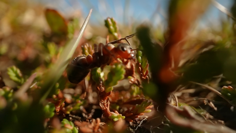 Ant among nature