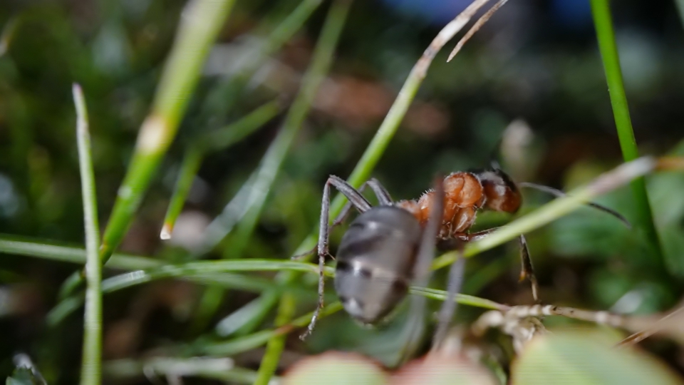 Ant walks on green plants