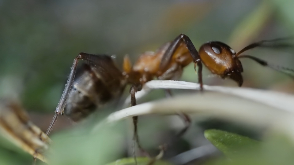 Macro della formica