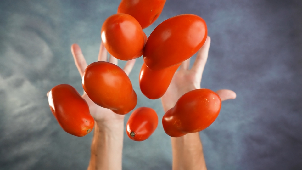 Hands throw tomatoes in slow motion