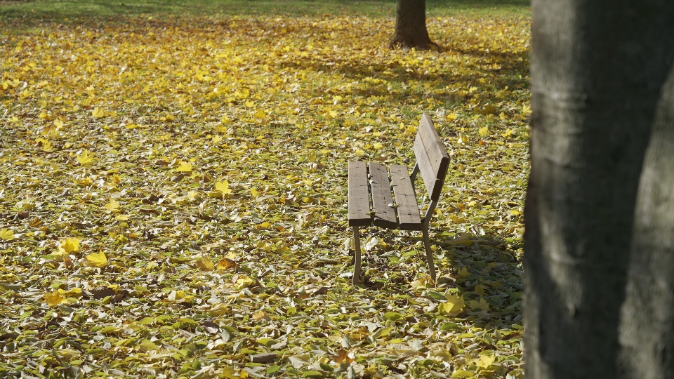 Bench in the Autumn Park