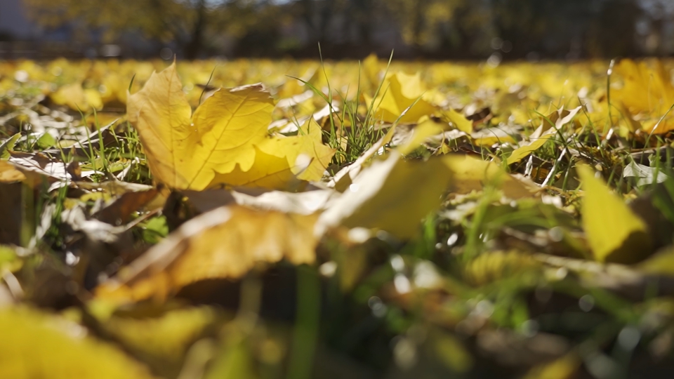 Autumn Leaves in the Park