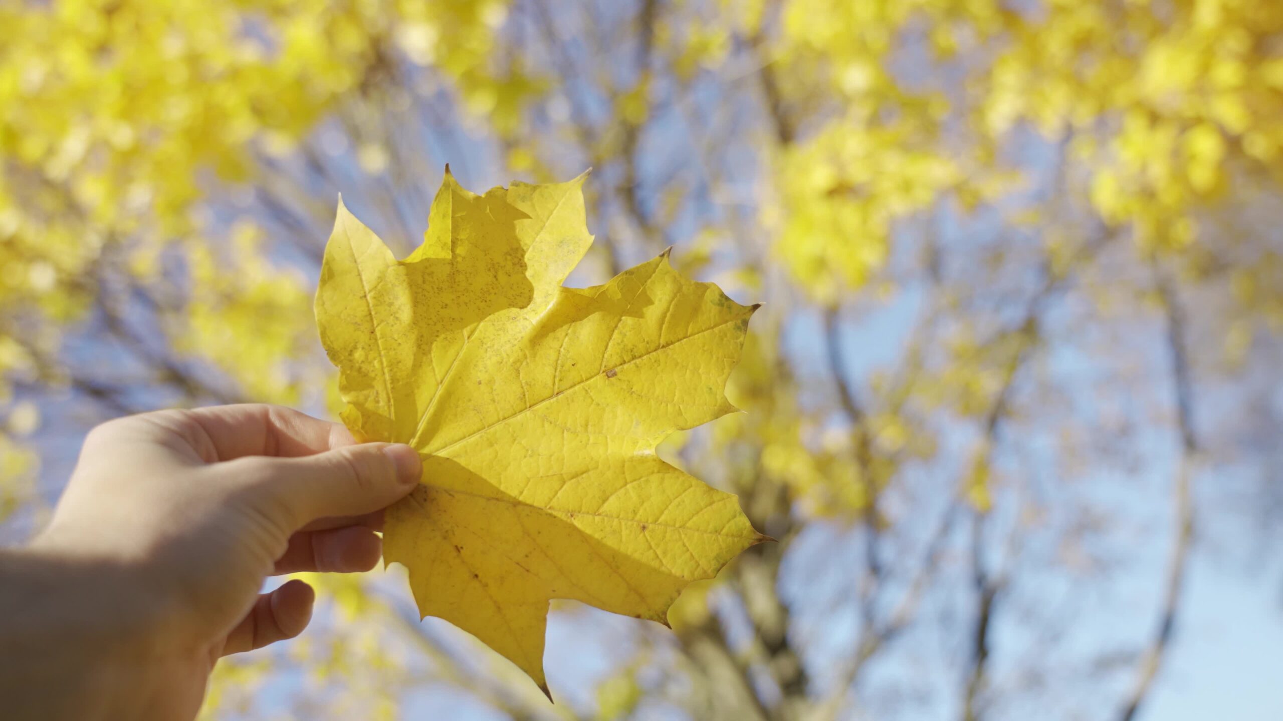 Autumn Yellow Leaf Held