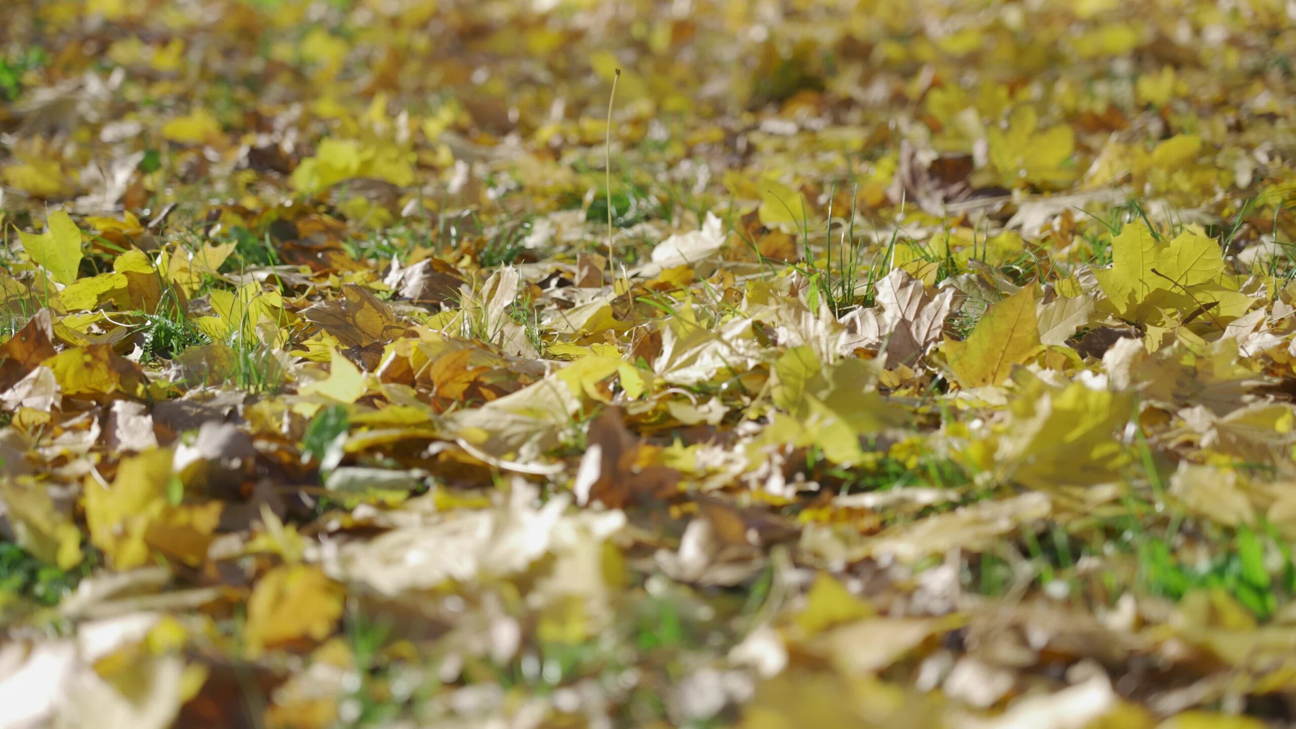 Beautiful Autumn Leaves Groundscape