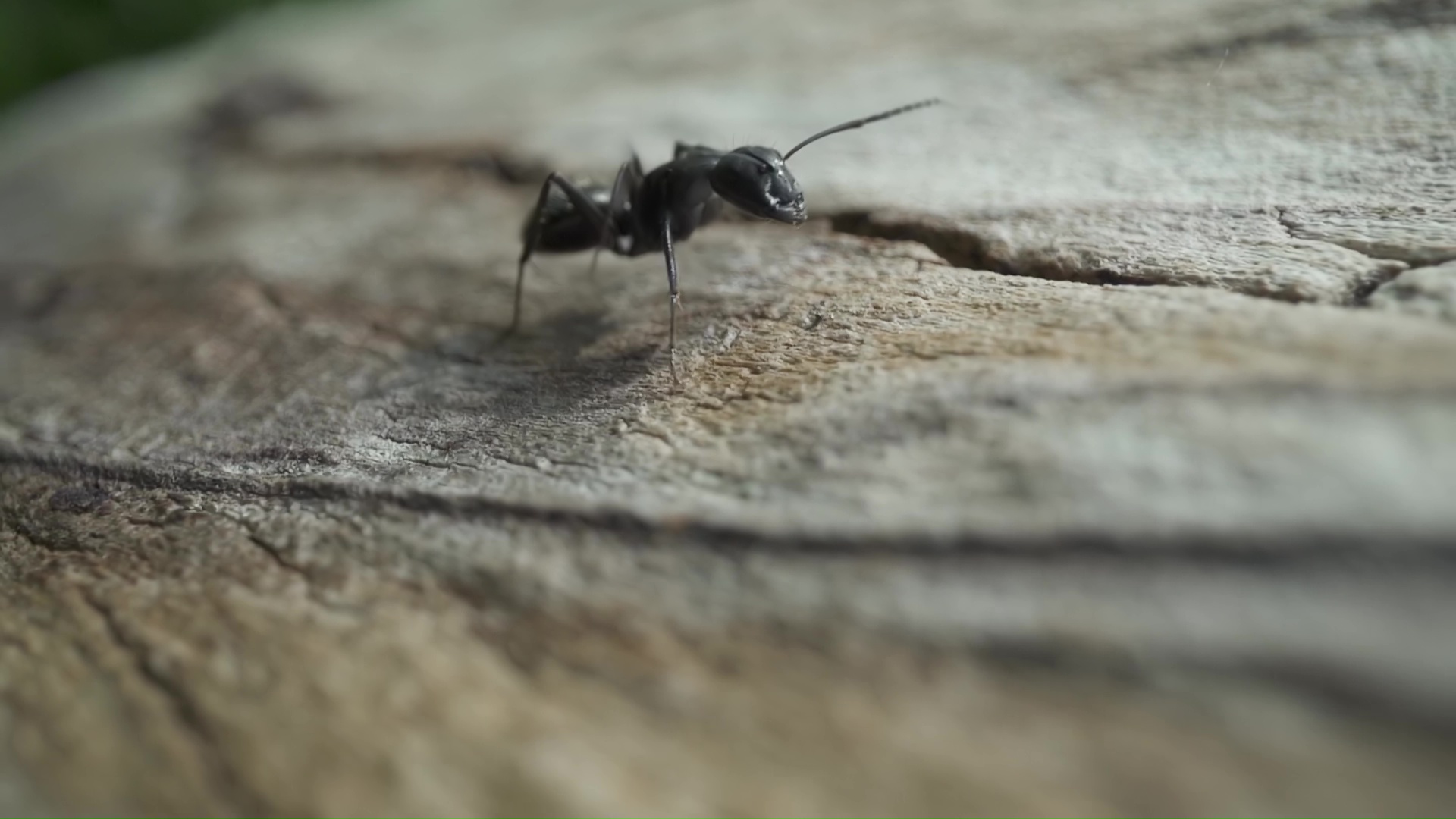 Arthropod insect crawl on terrestrial wood surface