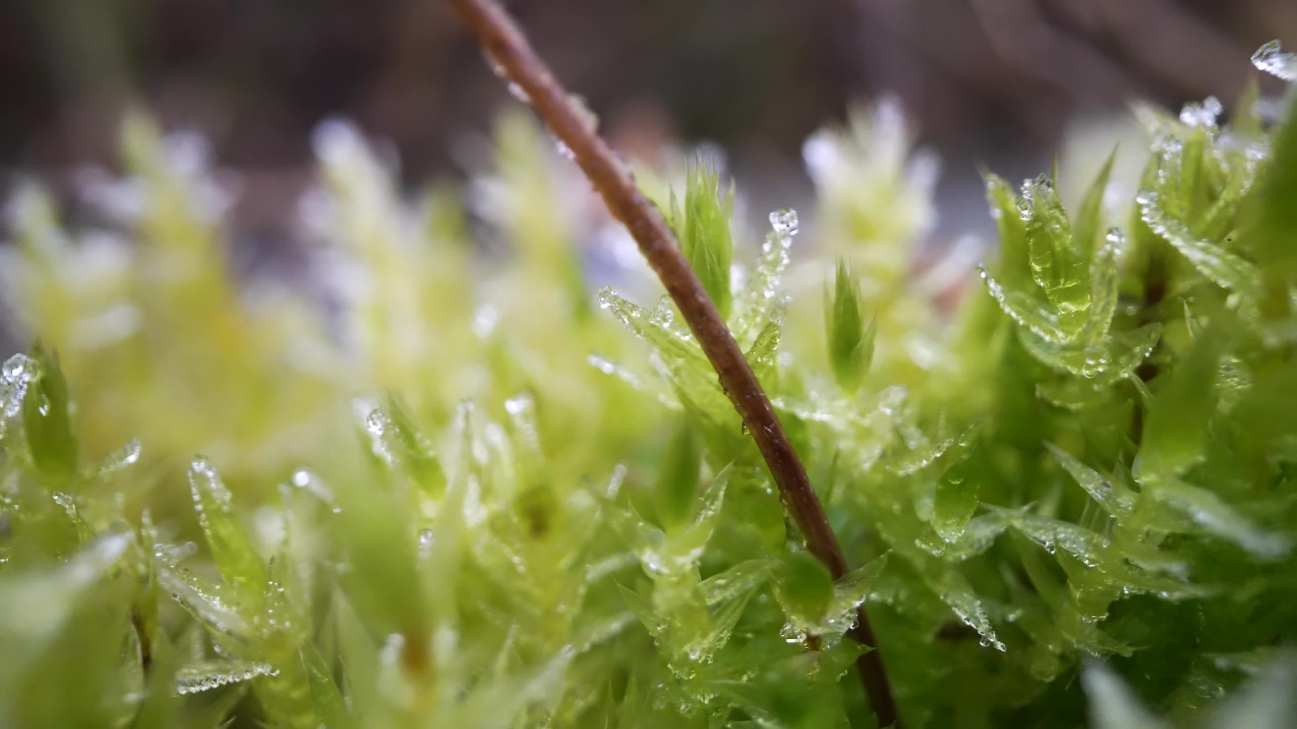 Moss in macro