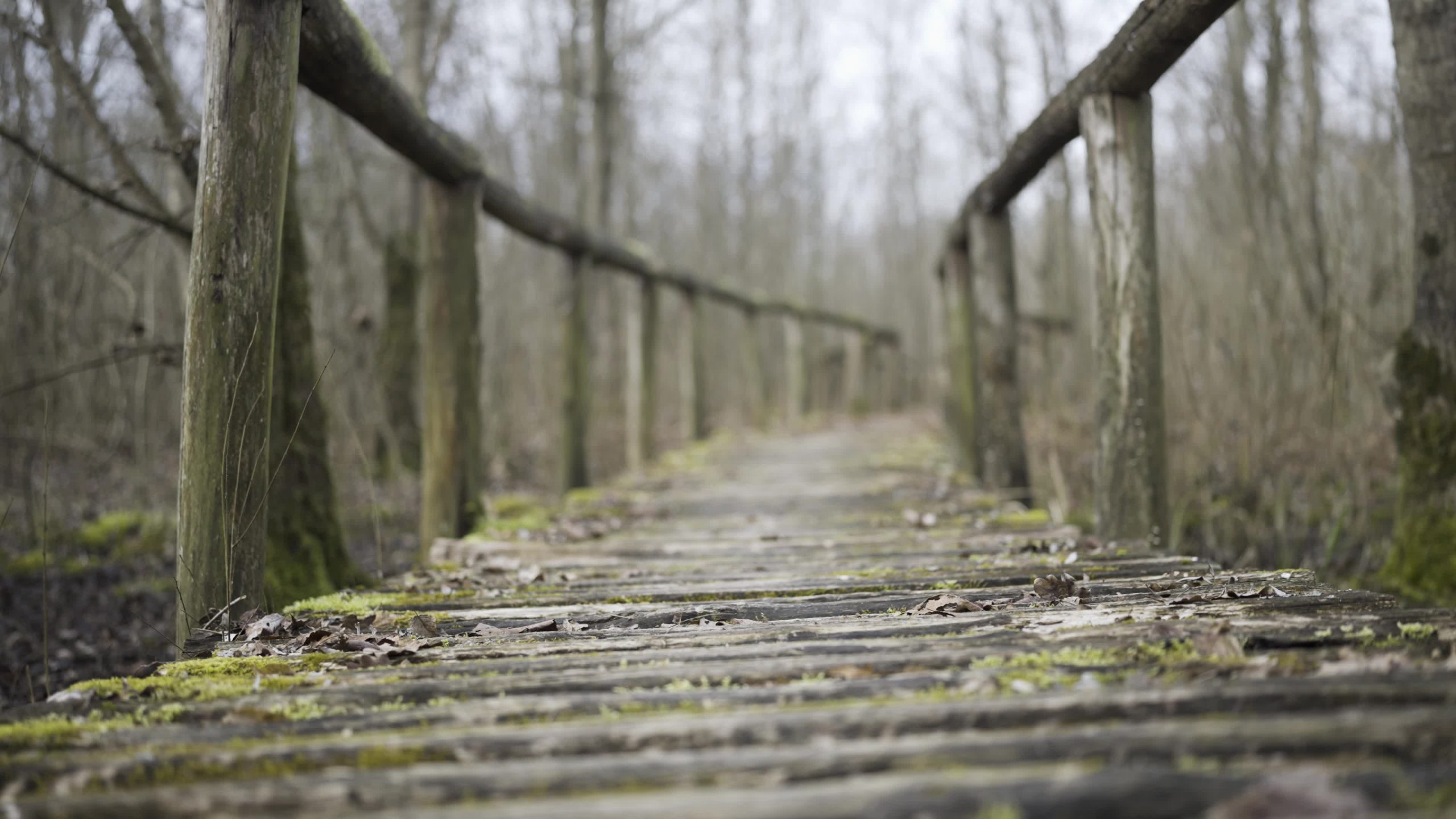 Old wooden walkway in the woods