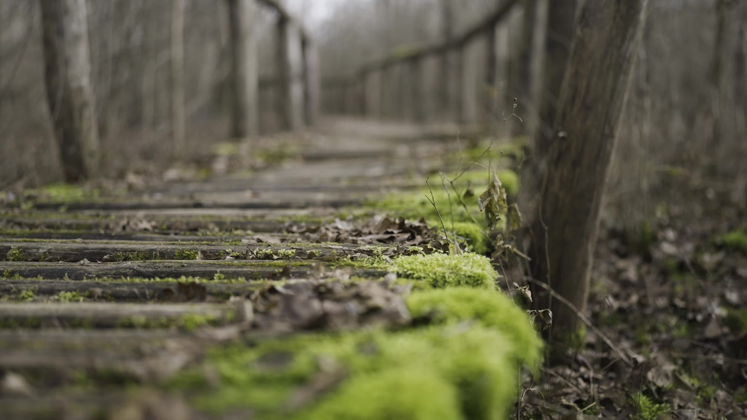 Old walkway in the woods