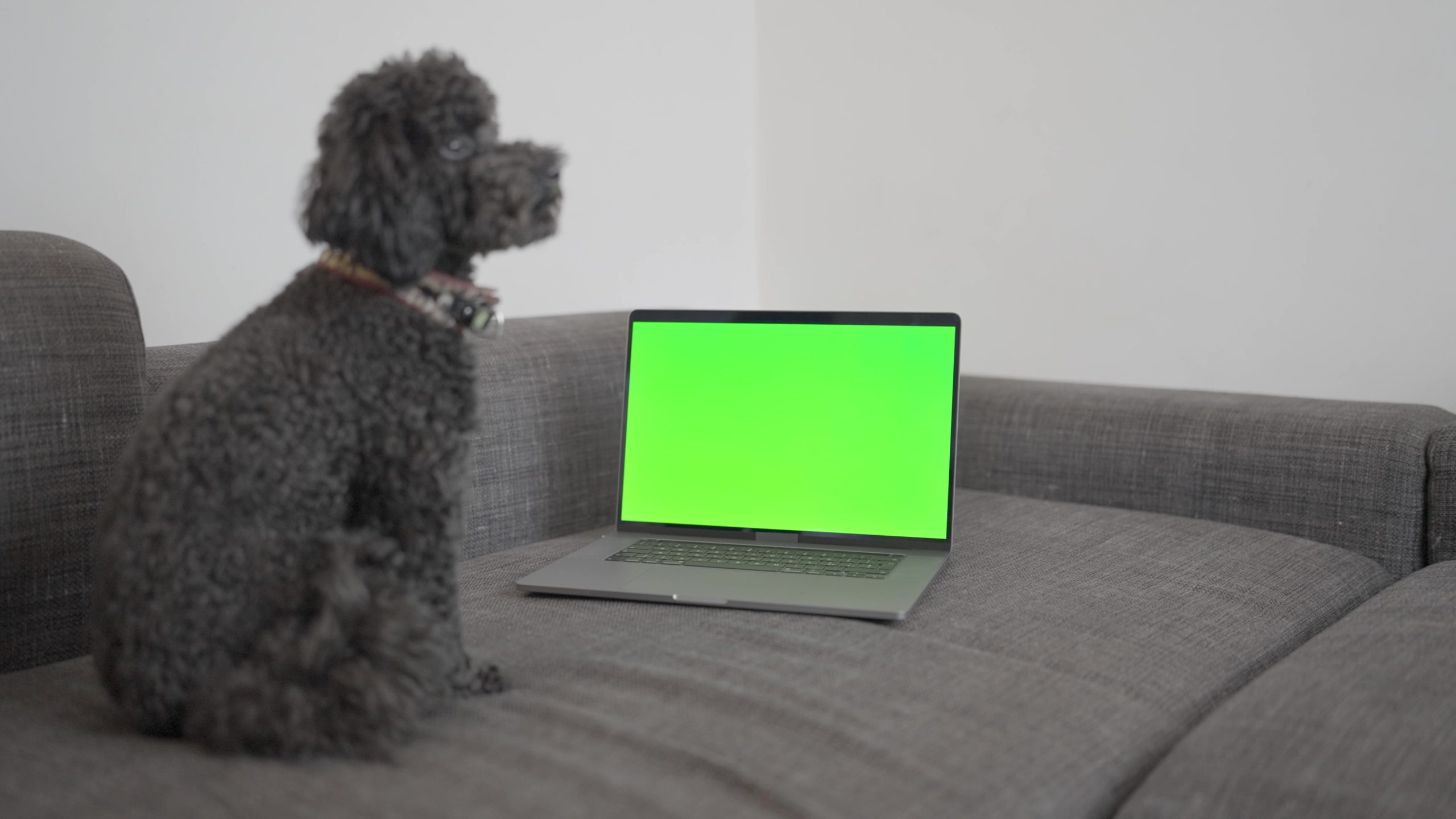 Dog sitting near computer with green screen - Royalty Free Video