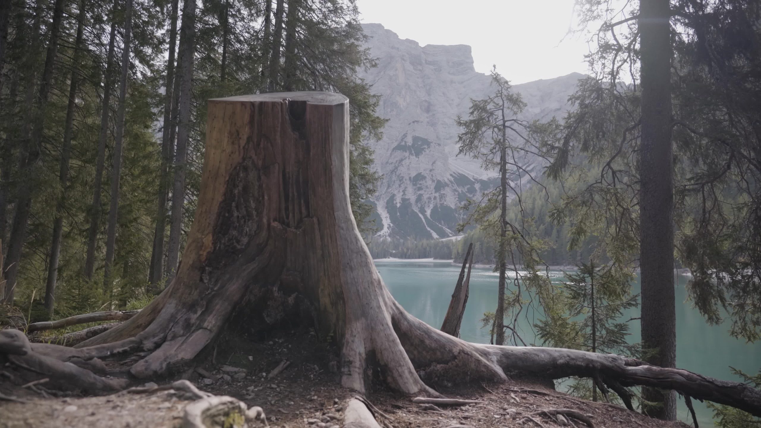 Tronco d’albero tagliato sul Lago di Braies