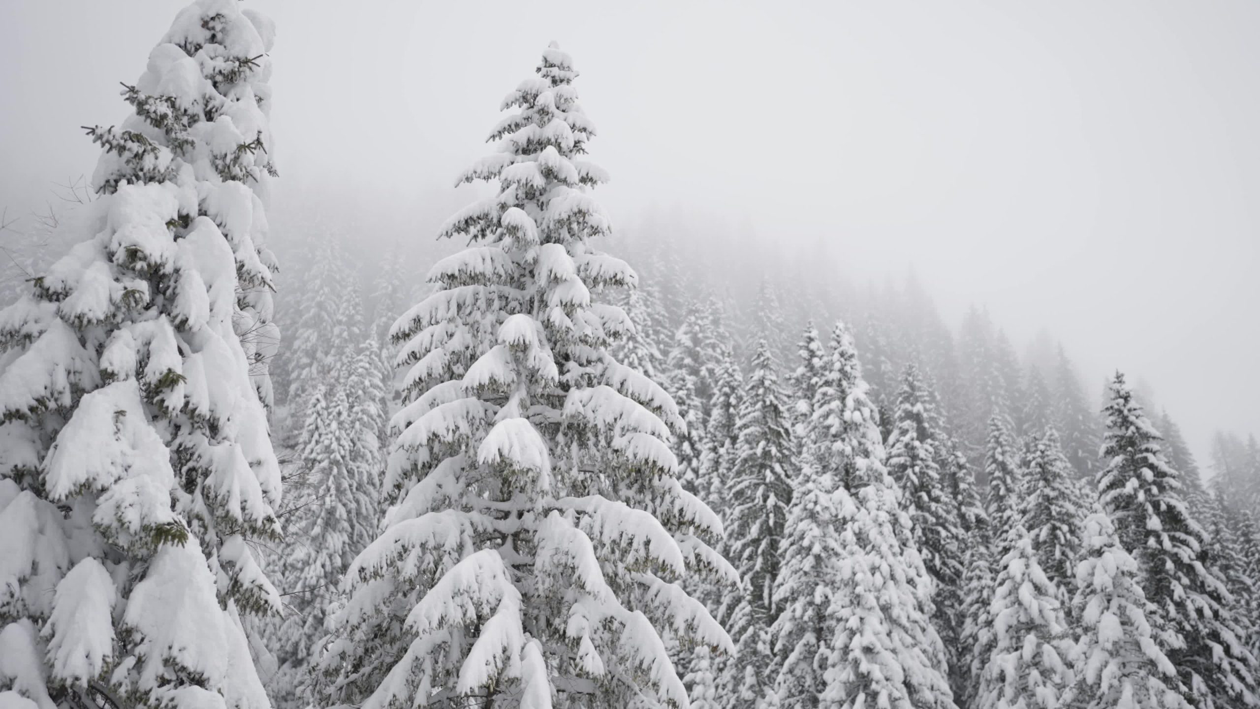 Alberi della montagna ricoperti da neve