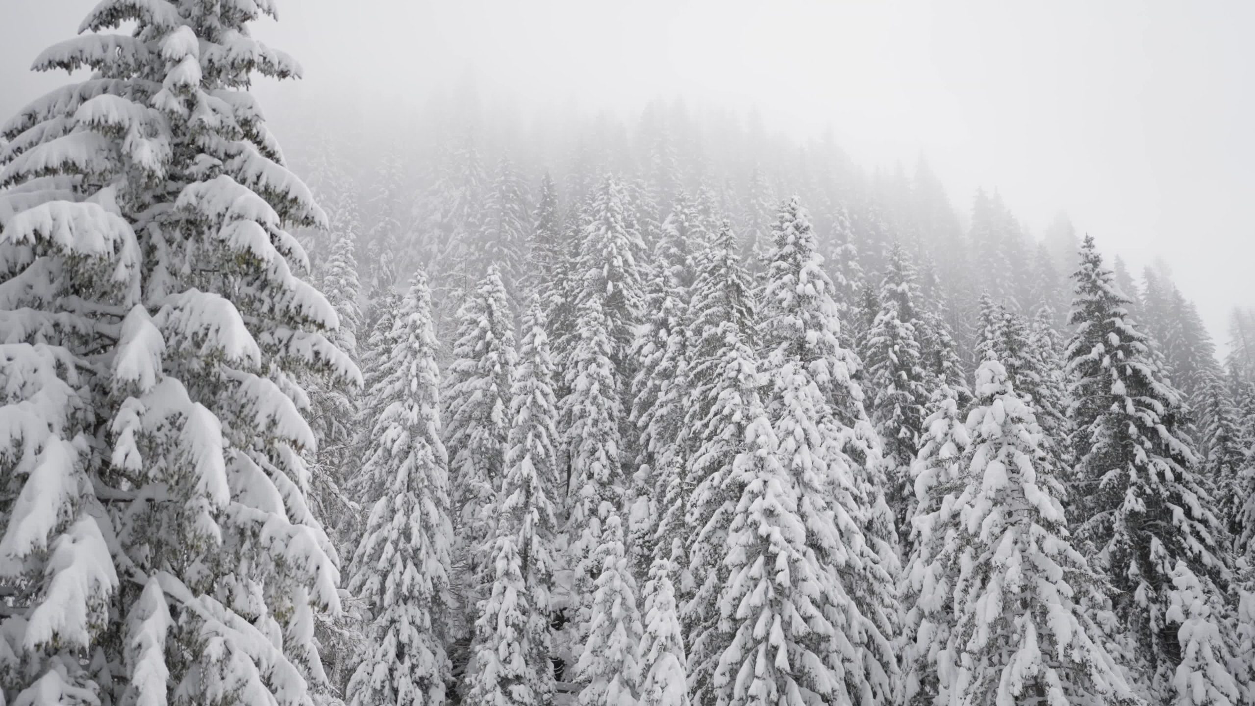 Fir trees covered by snow