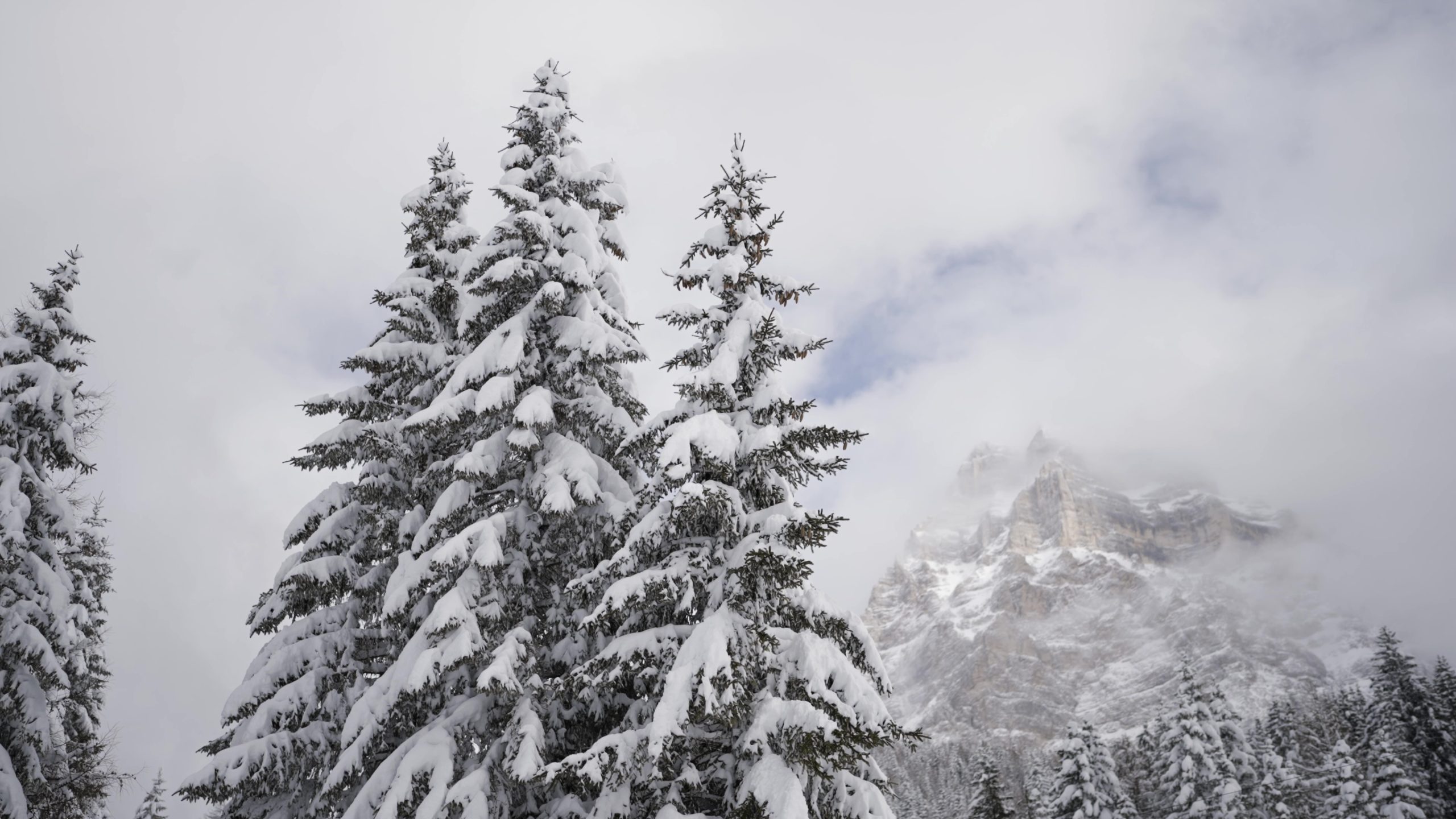 Trees with snow and mountain behind