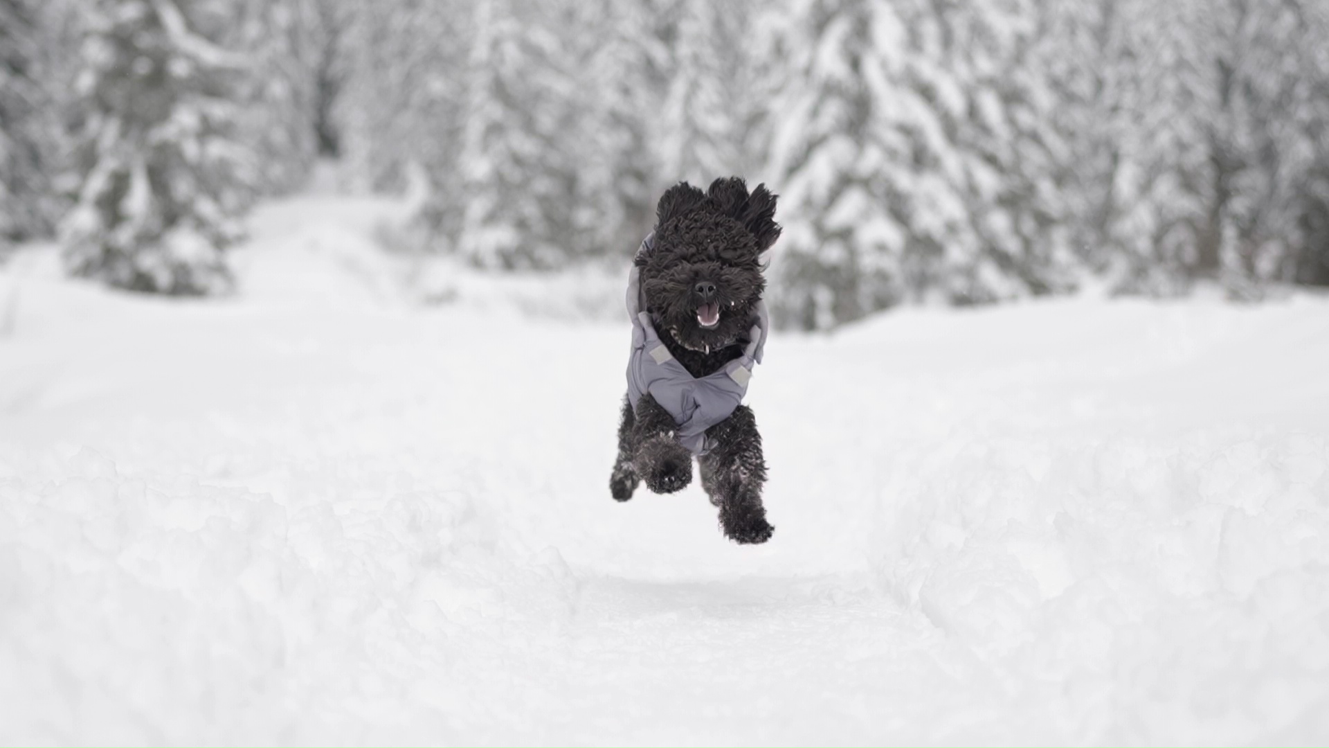 Barboncino corre al rallentatore sulla neve