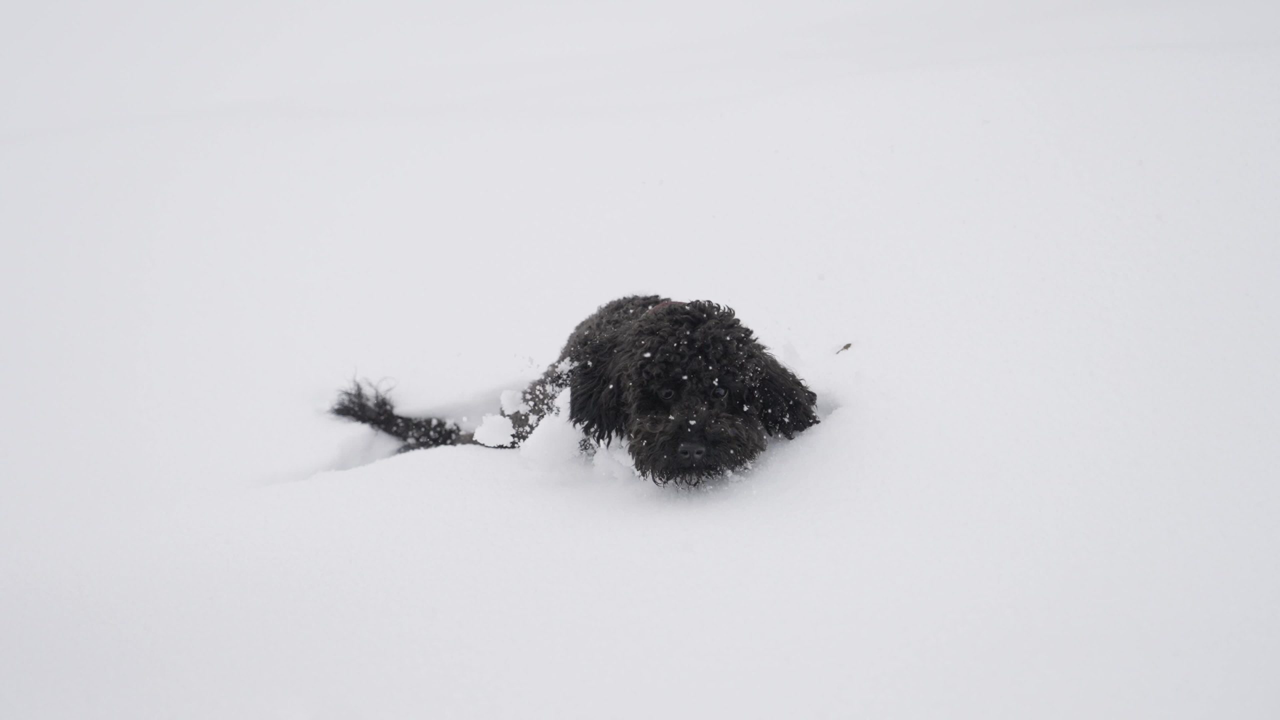 Small black poodle in the snow
