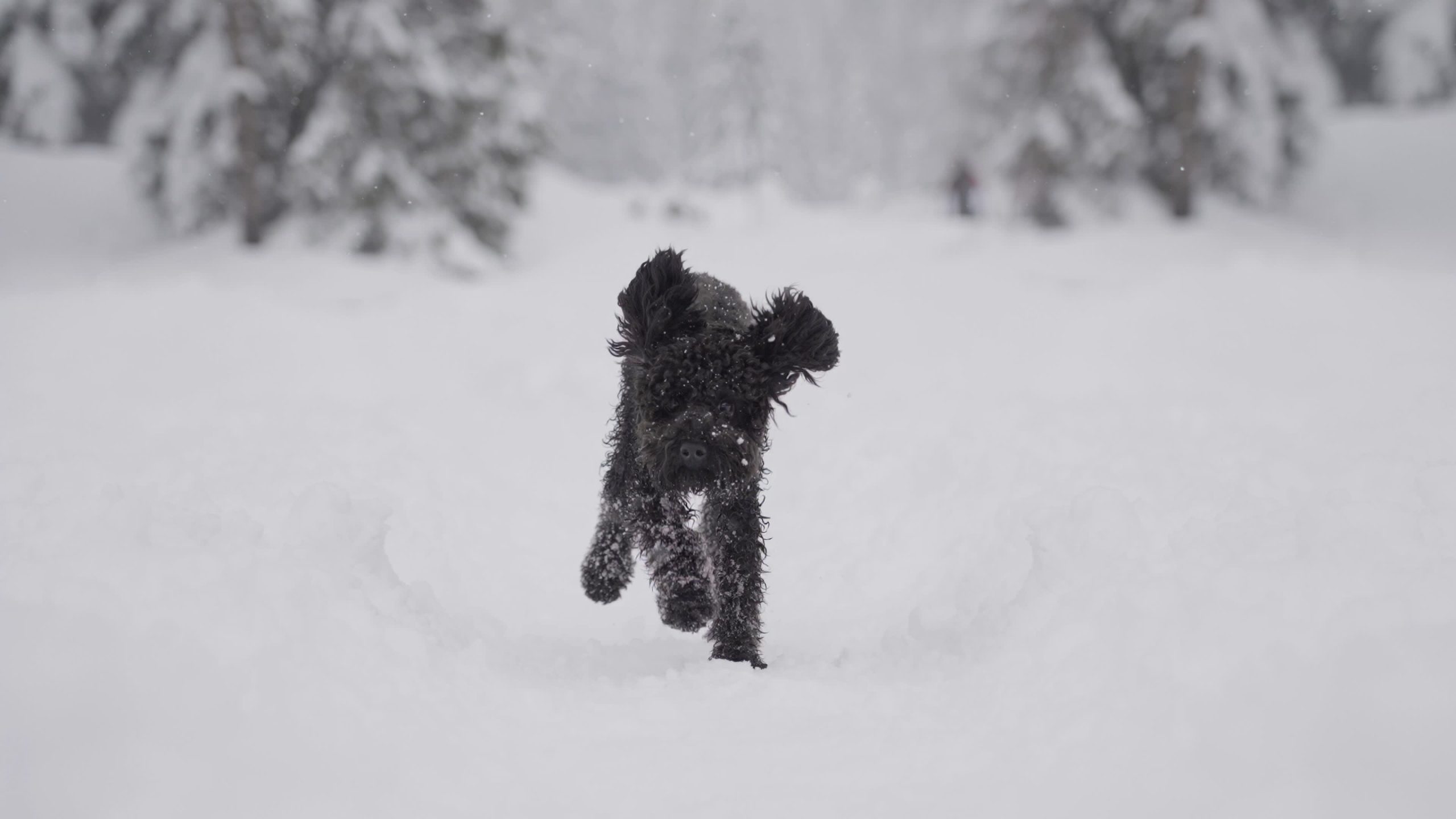 Cane corre in slow motion sulla neve