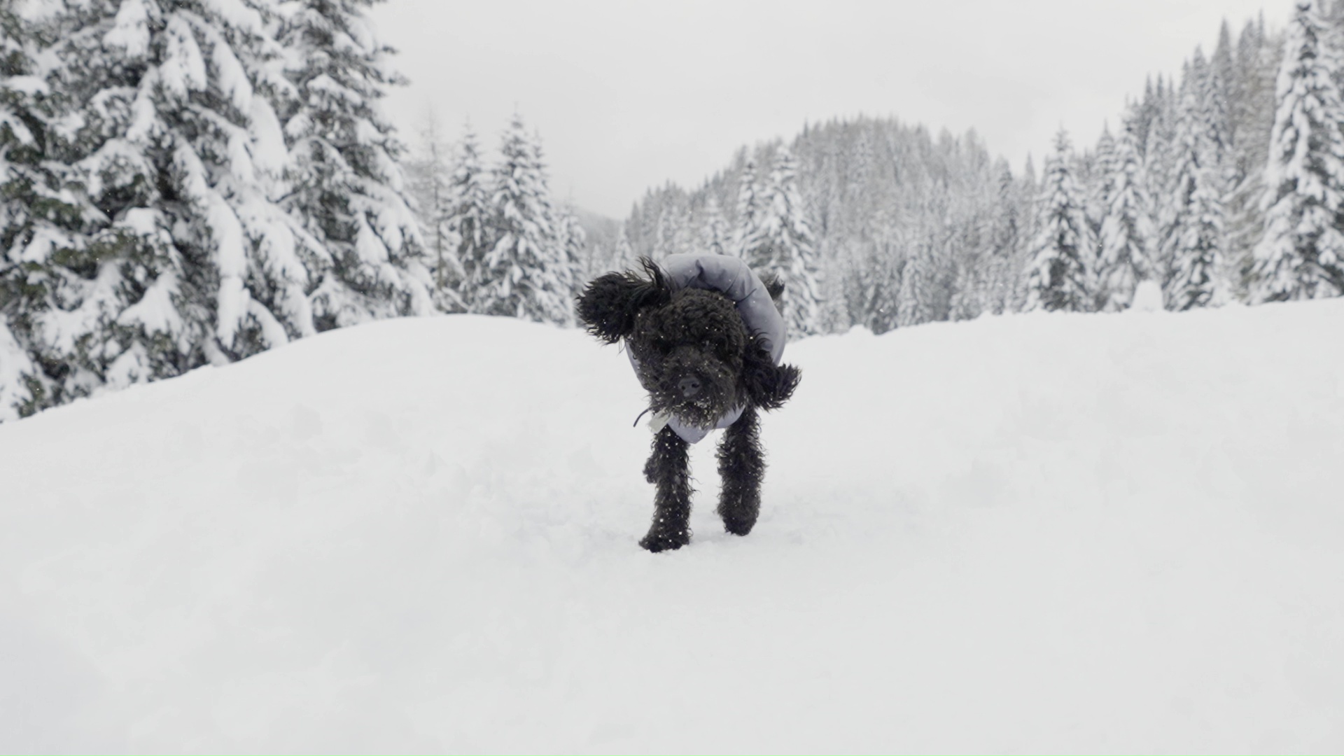 Cane barboncino si scrolla la neve