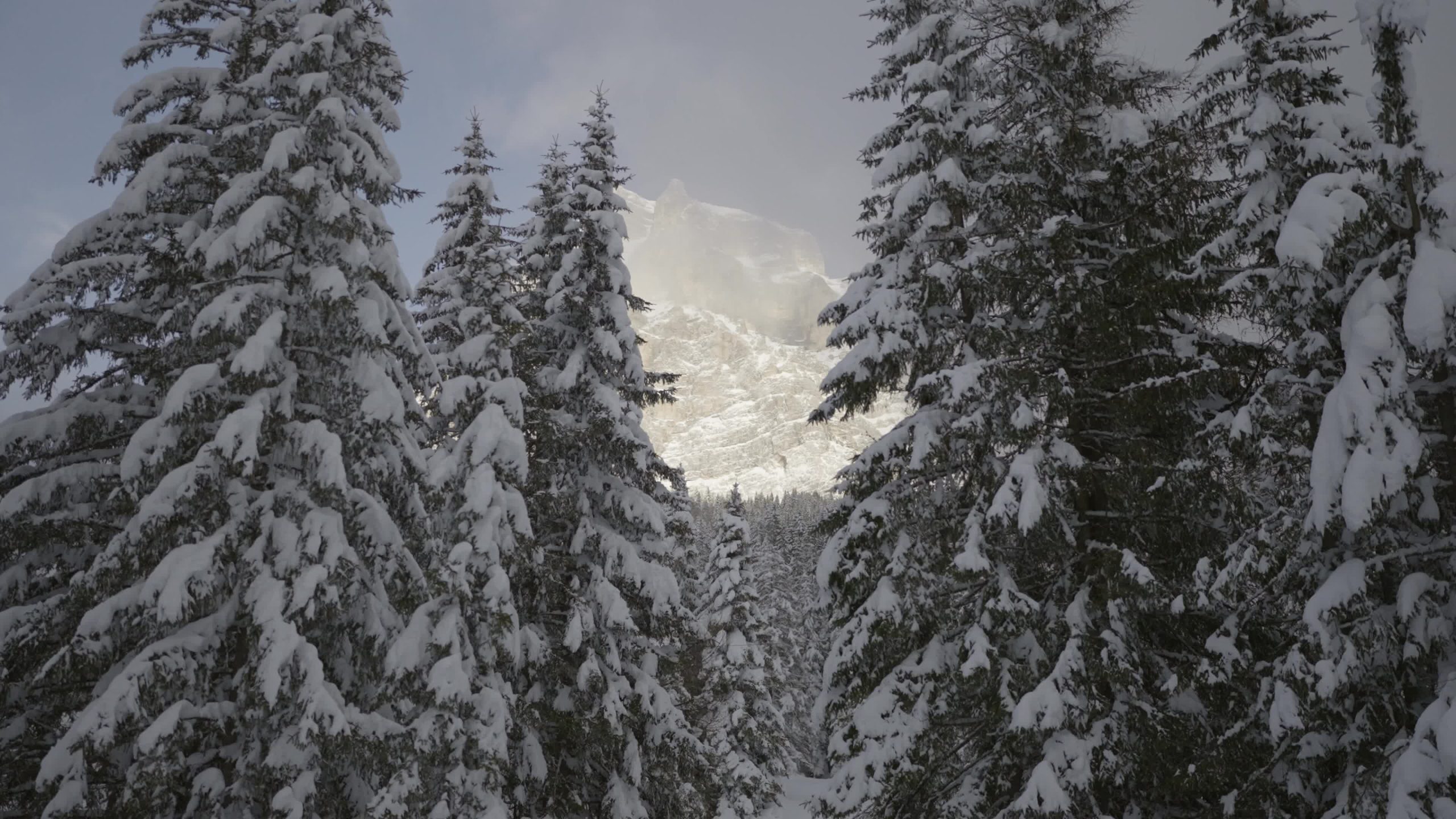 Fir trees covered by snow in the mountains