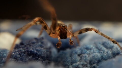 Close-Up of a Spider on a Blue Surface